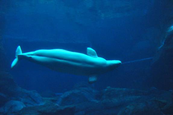 Baleia Beluga grávida no Aquário de Atlanta, na Georgia - EUA
